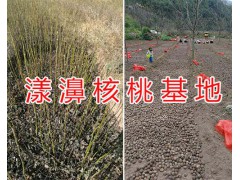 云新早實系列核桃苗-漾濞新品種核桃苗供應圖2