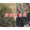 大理核桃苗銷售商-漾濞核桃苗批發(fā)/大泡核桃苗批發(fā)供應(yīng)