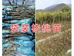 大理核桃苗銷售商-漾濞核桃苗批發/大泡核桃苗批發供應圖3