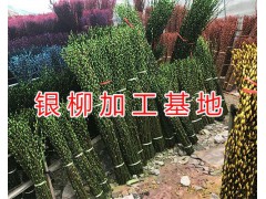 四川綿竹銀柳生產(chǎn)加工基地/云南-重慶&貴州銀柳供應圖2