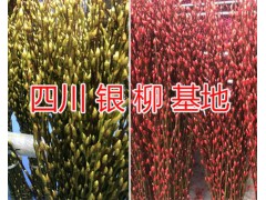 四川綿竹銀柳生產(chǎn)加工基地/云南-重慶&貴州銀柳供應圖3