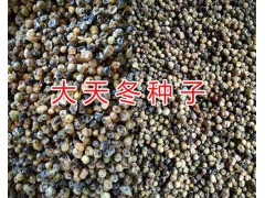 昆明天門冬種子價格&近期天冬種子供應13888135446圖2