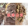 曲靖紫花白芨銷售/云南白芨價格-宣威白芨種植生產基地