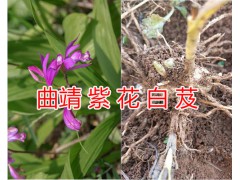 曲靖紫花白芨銷(xiāo)售/云南白芨價(jià)格-宣威白芨種植生產(chǎn)基地圖2