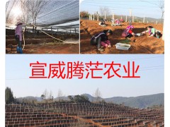 曲靖紫花白芨銷(xiāo)售/云南白芨價(jià)格-宣威白芨種植生產(chǎn)基地圖3