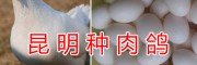 昆明肉鴿種鴿批發(fā)，提供養(yǎng)殖技術指導-云南肉鴿合作社