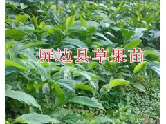 哪種草果苗好？屏邊優(yōu)質(zhì)草果苗-13649607025成活率高圖1