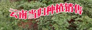 宣威市林臣種植養殖專業合作社產品信息