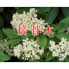中藥材接骨木批發&昆明藥材白扁豆-石榴皮產地直銷
