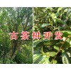 古茶樹價(jià)格、百年古茶樹/古茶樹開發(fā)項(xiàng)目合作