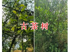 古茶樹價格、百年古茶樹/古茶樹開發項目合作圖2