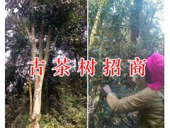 古茶樹價格、百年古茶樹/古茶樹開發項目合作圖3