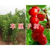 紅河進(jìn)口車?yán)遄用缭耘嗷?車?yán)遄訖烟颐绻?yīng)