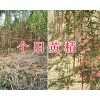 求購滇黃精種子價格&林下栽培黃精苗-紅河黃精種苗供應(yīng)