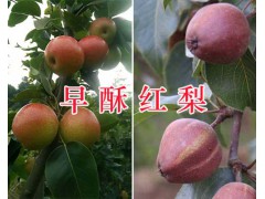 云南早酥紅梨市場價格-紅河早酥紅梨批發商/早酥紅梨供應圖1