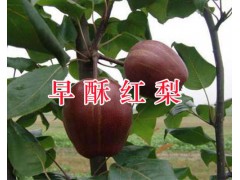 云南早酥紅梨市場價格-紅河早酥紅梨批發商/早酥紅梨供應圖2