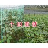 求購3年生的滇重樓苗-紅河個舊3年生重樓苗批發