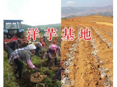 尋甸冬種馬鈴薯*云南馬鈴薯基地-昆明馬鈴薯批發商圖3