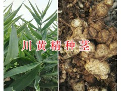 川黃精不倒苗-多花黃精種莖出售，種植包回收圖1