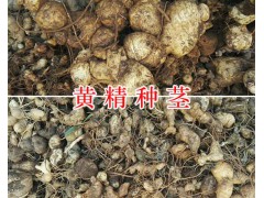 川黃精不倒苗-多花黃精種莖出售，種植包回收圖3