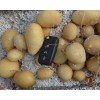 2018麗薯6號批發價格是多少?