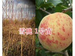 大理雪桃苗-雪桃1號苗、雪桃2號苗出售/種植技術圖1