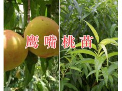 大理雪桃苗-雪桃1號苗、雪桃2號苗出售/種植技術圖3