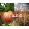太陽(yáng)紅桃苗圖片/鷹嘴桃苗種植時(shí)間-大理新品種桃苗木