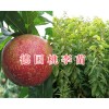 基地培育優(yōu)質(zhì)新品種桃苗