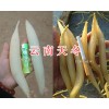 天門冬：云南天冬_云南大天冬供應-云南藥材信息網