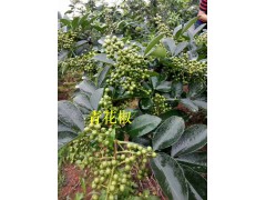 云南哪里青花椒多？_彝良青花椒銷(xiāo)售*大青花椒苗圖3