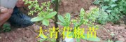 云南青花椒苗-昭通青花椒苗基地/大青花椒新苗