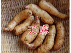 貴州魔芋&天麻批發價格&貴州天麻產地圖2