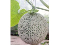 玫瓏瓜，又稱網紋瓜圖2