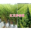 昆明哪有紅豆杉袋裝苗-石林供應雪松苗