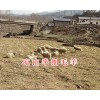 半細毛羊養(yǎng)殖基地