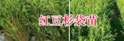 云南哪有紅豆杉賣#昆明哪有雪松銷售