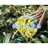 干鐵皮石斛條批發價-保山鐵皮石斛干出售