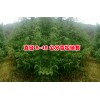 公分6公分8公分10公分12公分15公分18公分雪松價(jià)格