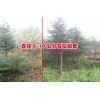 直銷大雪松價(jià)格雪松產(chǎn)地桿徑5公分6公分8公分?