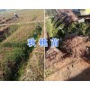 云南秋桃苗#大理秋桃苗種植基地_