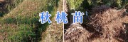 20萬(wàn)棵秋桃苗、鷹嘴桃苗&冬桃苗—云南大理果苗銷售信息
