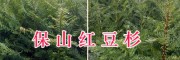 栽培紅豆杉苗&騰沖袋裝紅豆杉苗—保山紅豆杉供應信息