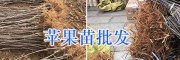 優質蘋果苗/昭通糖心蘋果樹/紅富士蘋果苗銷售