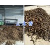 云南哪有桔梗出售？#桔梗價格&麗江桔?，F貨供應