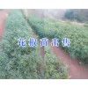 昭通哪的花椒苗好#魯?shù)榛ń贩N植基地_云南花椒苗價(jià)格
