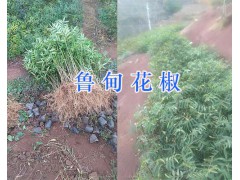 魯甸青花椒苗- /昭通優良花椒苗銷售圖1