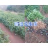 青花椒苗產(chǎn)地價(jià)格-供應(yīng)紅河/昆明青花椒苗_昭通魯?shù)榛ń访?/></a>
<ul><li><a href=