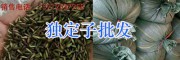 祿勸金鐵鎖種子熱銷-顆粒飽滿成熟度高&無雜質