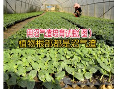 沼氣渣用途(附質量技術檢測報告)_種中藥材用什么作底肥圖2